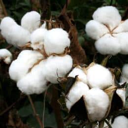 cotton 1